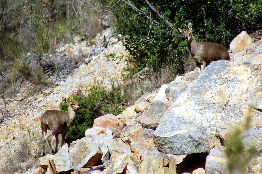Akasha Mountain Retreat, New Location Βίλα Heidelberg  Εξωτερικό φωτογραφία